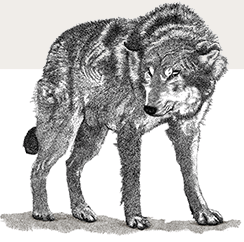 alt Bugwolf